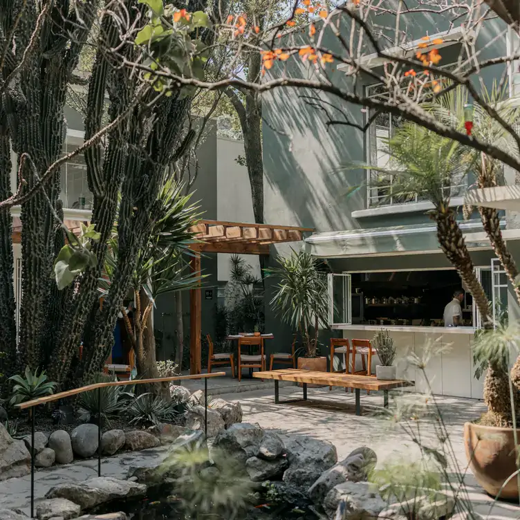 El magnifico jardín de cactus y plantas en BOTANICO, uno de los mejores restaurantes al aire libre en la CDMX