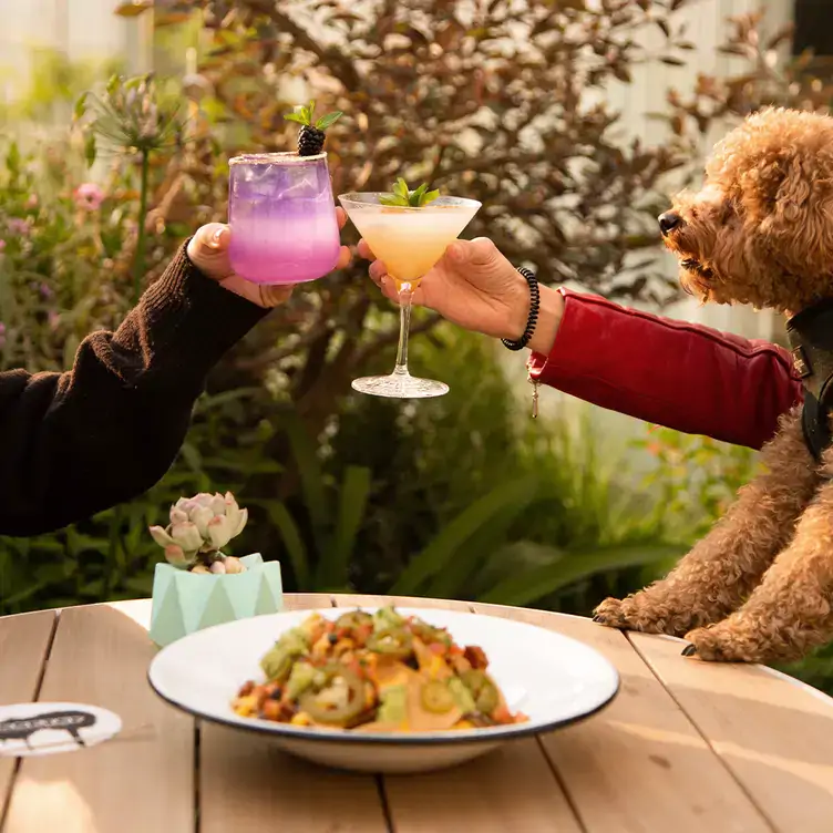 Perro sentado en la terraza Wooftop, uno de los mejores restaurantes pet-friendly en la CDMX