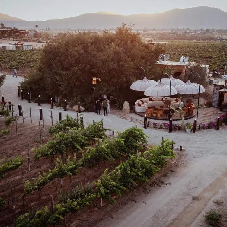 Vista de viñedos y el gran árbol de roble donde está el restaurante Animalón.