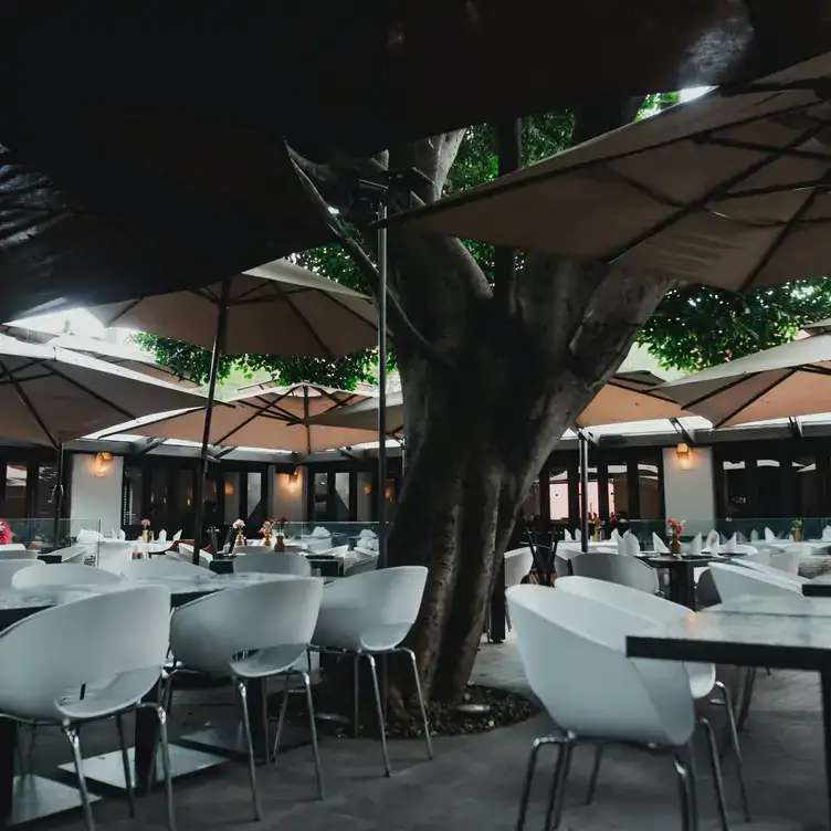 Vista de la terraza de La Noria, con mobiliario blanco y al centro un gran árbol.